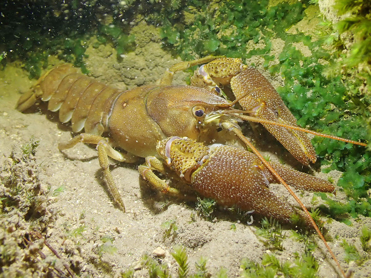 Dohlenkrebs