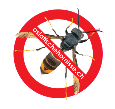 Asiatische Hornisse