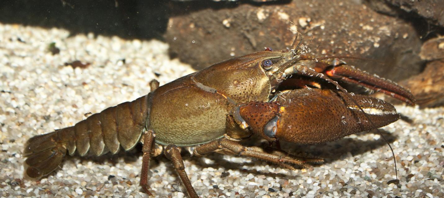Flusskrebs